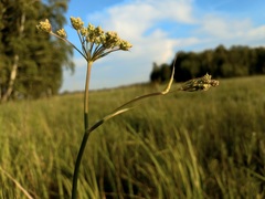 Cenolophium denudatum
