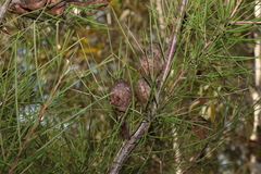 Hakea actites