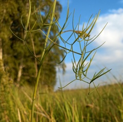 Cenolophium denudatum