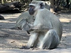 Chlorocebus pygerythrus pygerythrus