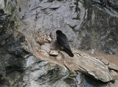 Falco peregrinus macropus