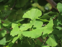Ginkgo biloba