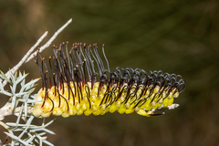 Grevillea armigera