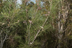 Hakea actites