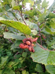 Corylus heterophylla