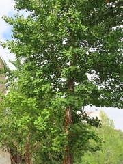 Ginkgo biloba