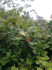 Corylus heterophylla