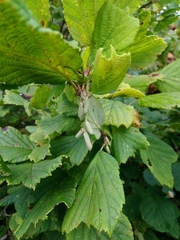 Corylus heterophylla
