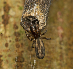 Paramatachia decorata