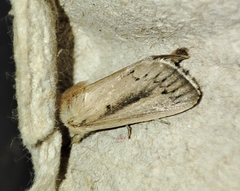 Sesamia nonagrioides