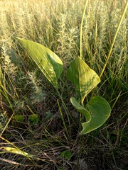 Plantago maxima