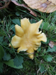 Cantharellus cibarius