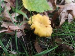 Cantharellus cibarius