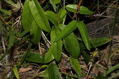 Parsonsia straminea