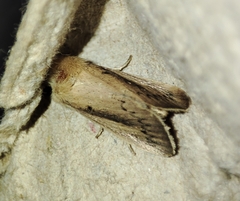 Sesamia nonagrioides