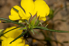 Hibbertia subvillosa