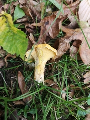 Cantharellus cibarius