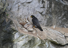 Falco peregrinus macropus