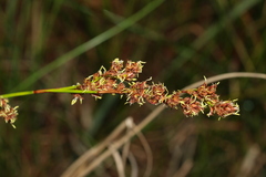 Machaerina rubiginosa
