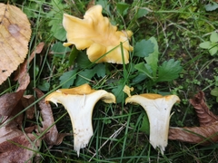 Cantharellus cibarius