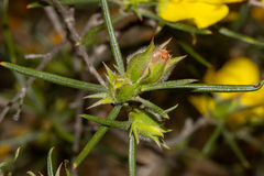 Hibbertia subvillosa