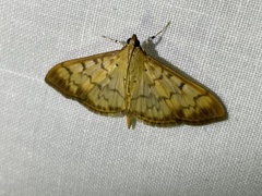 Patania balteata