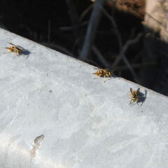 Vespula flavopilosa