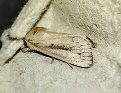 Sesamia nonagrioides