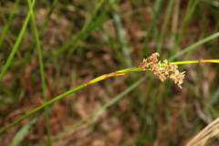 Machaerina rubiginosa