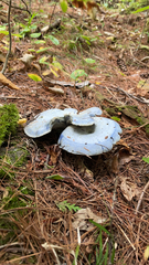 Lactarius indigo