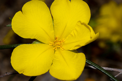 Hibbertia subvillosa