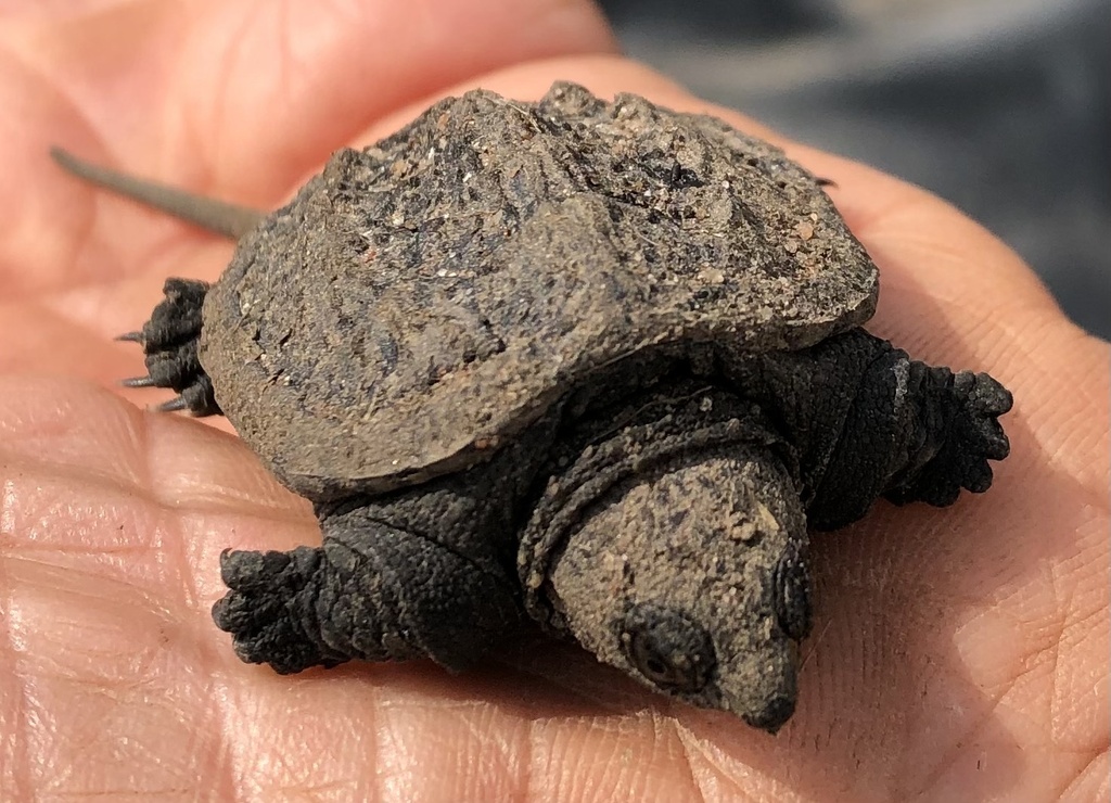 Common Snapping Turtle from CTH-G, Ashland, WI, US on September 15