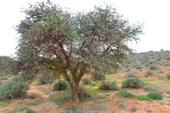 Vachellia erioloba