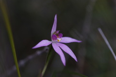 Caladenia alata
