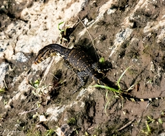 Varanus salvator bivittatus