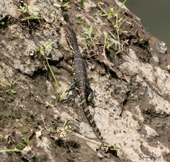 Varanus salvator bivittatus
