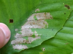 Phyllonorycter maestingella