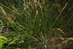 Machaerina rubiginosa