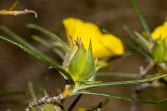 Hibbertia subvillosa