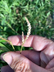 Persicaria attenuata