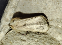 Sesamia nonagrioides