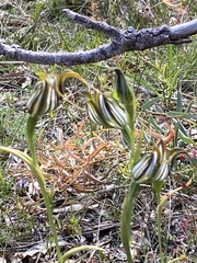 Pterostylis recurva