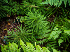 Dendrolycopodium dendroideum
