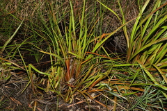 Philydrum lanuginosum