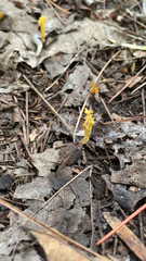 Calocera viscosa