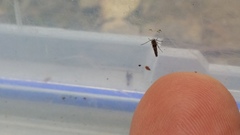 Zapyrastra calliphana