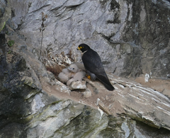 Falco peregrinus macropus