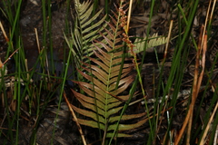 Telmatoblechnum indicum