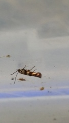 Zapyrastra calliphana