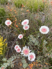 Actinodium cunninghamii